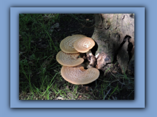 Dryad's Saddle - Polyporus squamosus. Hetton Park. 16th June 2021_Prv.jpg